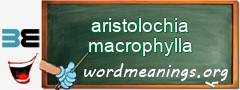 WordMeaning blackboard for aristolochia macrophylla